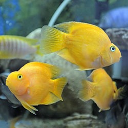 Should Know This - If You're About To Add A Cichlid In Your Tank??
